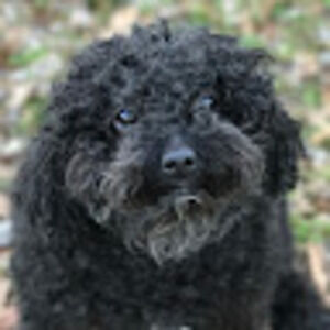 Meet your Posher, Jared